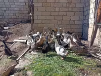 Ducks — รูปภาพ 7
