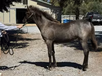 Kobyła, Rocky Mountain Horse — zdjęcie 2