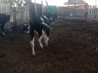 Бух, Russian Black pied cattle — 3 зураг