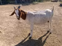 بز ماده, Boer goat — عکس 4