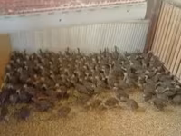 Guinea fowl — foto 2