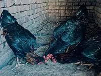 Chickens — รูปภาพ 4