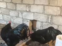 Chickens — zdjęcie 3