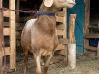 Ovan, Arashan sheep — fotografija 3
