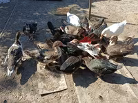 Domestic Muscovy — foto 1