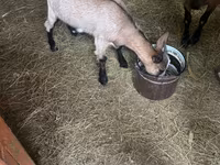 Goat, Goats — photo 2
