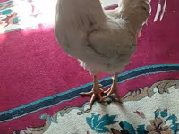 Chickens — عکس 3