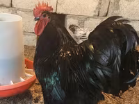Chickens — zdjęcie 4