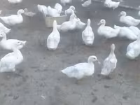 Ducks — รูปภาพ 2