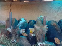 公牛, Cattle — 照片 2