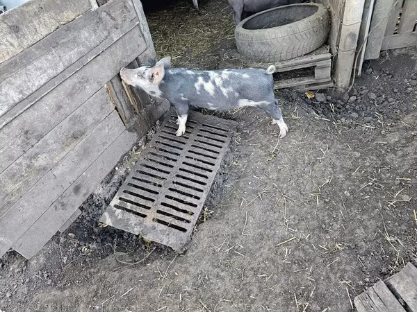 Babi hutan, Pigs
