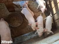 Мегежін, Шошқалар — 3-сурет