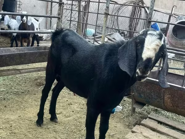 Kozel, Nubian Goat