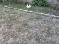 Chickens — foto 2