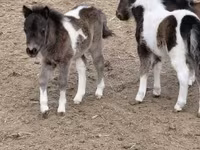 اسب نر, Shetland Pony — عکس 6