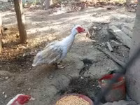 Ducks — عکس 4