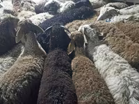 Ram, Schapen — foto 4