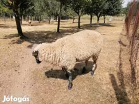 Får, White Suffolk sheep — foto 8