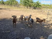 Billy Goat, Goats — photo 3
