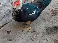 Ducks — عکس 3