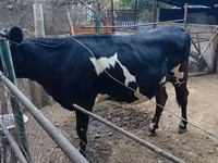 Lembu betina, Holstein breed — foto 2