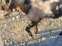 بز نر, Nubian Goat — عکس 6