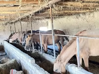 Kuda jantan, Horse breed — foto 4
