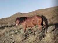 Faras, Kazakh horse — sawirka 5