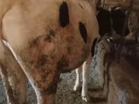 Lembu betina, Holstein breed — foto 2