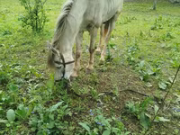 گھوڑا, گھوڑے — تصویر 1