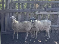 Domba jantan, Sheep — foto 3