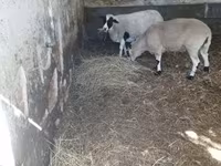 مینڈھا, Dorper sheep — تصویر 4