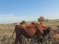Lembu jantan, Kazakh White-headed cow — foto 2