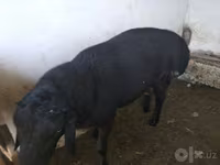 Хуц, Хонь — 8 зураг