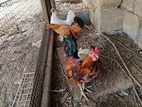 Chickens — foto 2