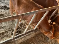 Ko, Simmental cattle — foto 5