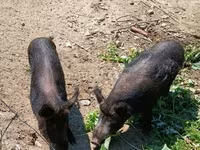 แม่สุกร, หมู — รูปภาพ 4