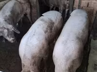 خنزيرة, الخنازير — الصورة 1