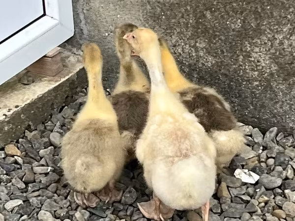 Geese