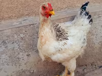 Brahma — Foto 2