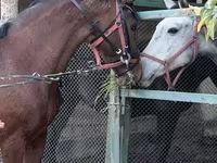Cavallo, Akhal-Teke — foto 2