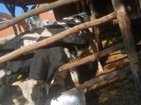 Touro, Raça Holstein — foto 5