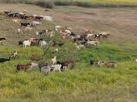 بز ماده, بز — عکس 1