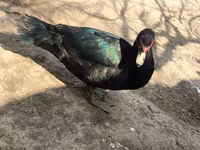 Ducks — fotografija 1