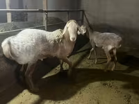 Ovan, Arashan sheep — fotografija 4