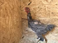 Chickens — 사진 5