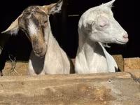 பெண் வெள்ளாடு, Saanen goat — புகைப்படம் 3