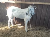 Caprone, Beetal goats — foto 2