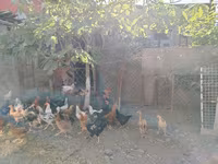 Chickens — Foto 3