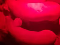 خوک ماده, خوک — عکس 5